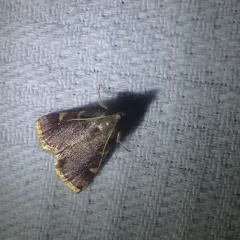 Yellow-fringed Dolichomia Moth thumbnail 1