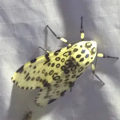 Giant Leopard Moth thumbnail 1
