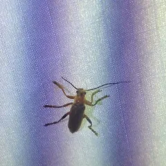 Cantharis livida thumbnail 1
