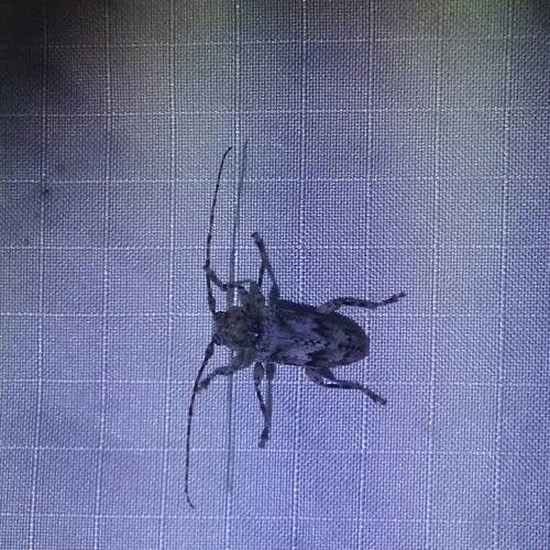 Aegomorphus modestus