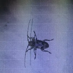 Aegomorphus modestus thumbnail 1
