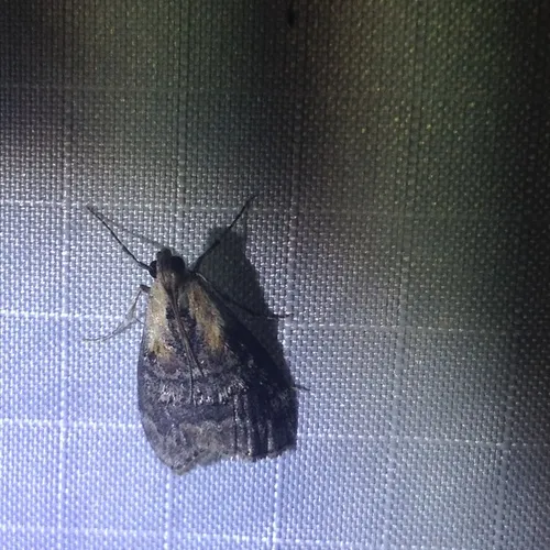 Striped Oak Webworm Moth