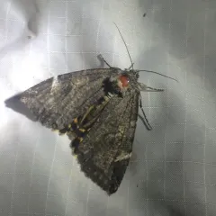 Locust Underwing thumbnail 2