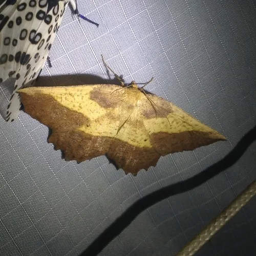 Saw-wing