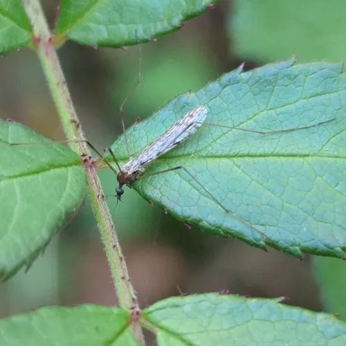 Rhipidia maculata