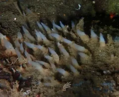 Polymastia pacifica thumbnail 4