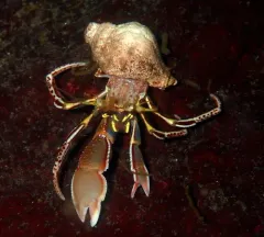 Widehand Hermit thumbnail 3