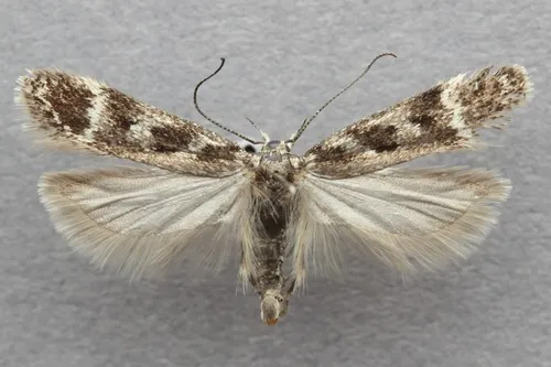 Chionodes mikkolai