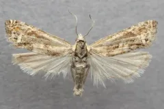 Eucosma corculana thumbnail 2