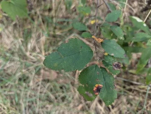 Prairie Crab Apple