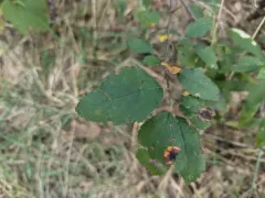 Prairie Crab Apple thumbnail 1