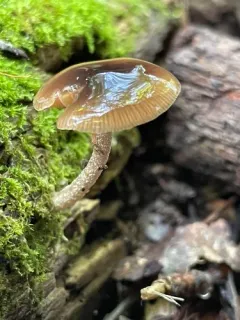 Bolbitius aleuriatus thumbnail 3