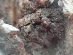 Claussenomyces olivaceus thumbnail 1