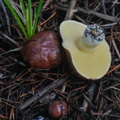 Short-stalked Suillus thumbnail 4