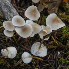 Strobilurus albipilatus thumbnail 4