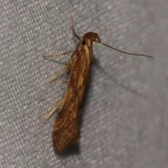 Burdock Seedhead Moth thumbnail 4