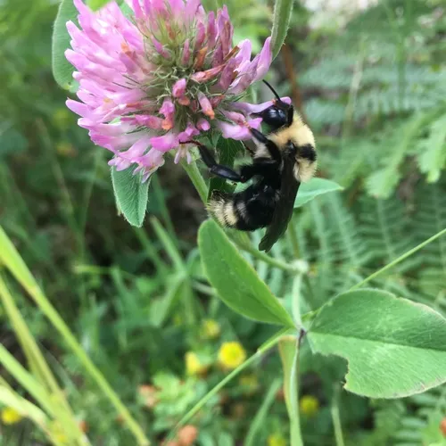 Indiscriminate Cuckoo Bumble Bee