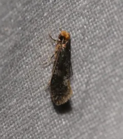 Skin Moth thumbnail 1