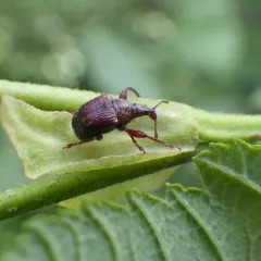 Pubescent Leaf-rolling Weevil thumbnail 2
