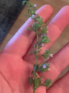 Lesser Calamint thumbnail 3