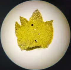 Bearded Pawwort thumbnail 2