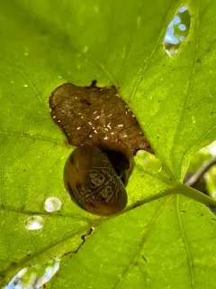 Mastophora stowei thumbnail 3