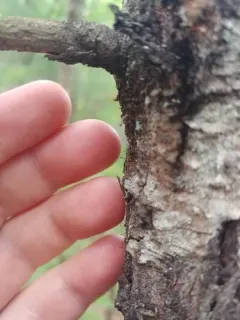 Caliciopsis pinea thumbnail 4
