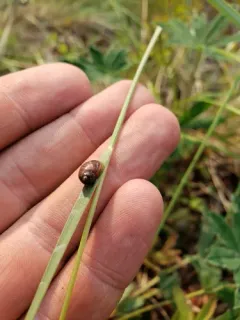 Striate Ambersnail thumbnail 2