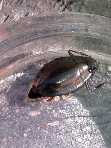 Dineutus ciliatus