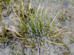 spiny-spored quillwort thumbnail 4