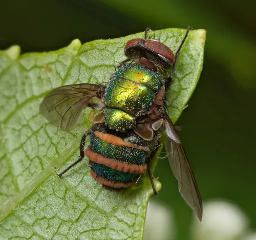 Entomophthora muscae