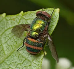 Entomophthora muscae thumbnail 1