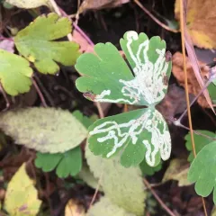 columbine leafminer thumbnail 2