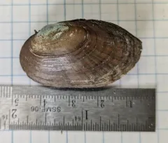 Ellipse thumbnail 4