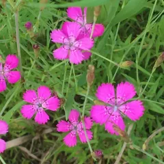 Maiden Pink thumbnail 3