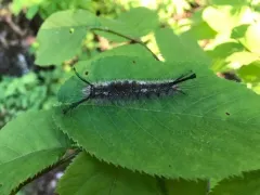 Sharp-lined Tussock Moth thumbnail 3