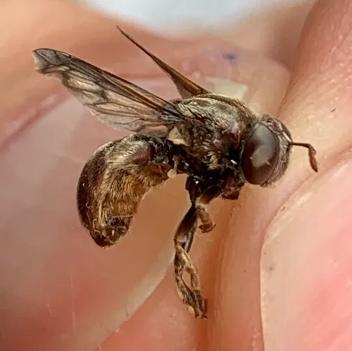 Broad-footed Ant Fly