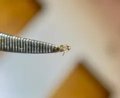 Philopterus rutteri thumbnail 2