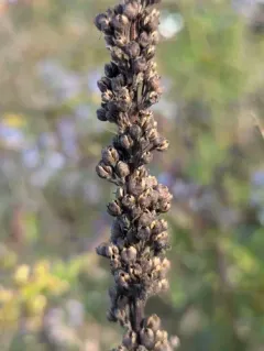 Dark Mullein thumbnail 1