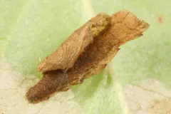 Coleophora paludoides thumbnail 3