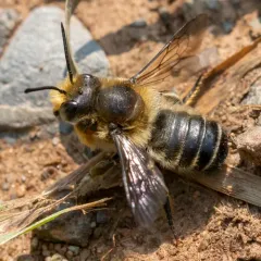 Frigid Leafcutter Bee thumbnail 3