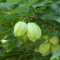American bladdernut thumbnail 3