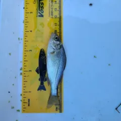 White Perch thumbnail 4