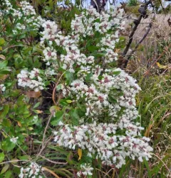groundsel tree thumbnail 3
