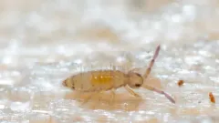 Entomobrya nicoleti thumbnail 2