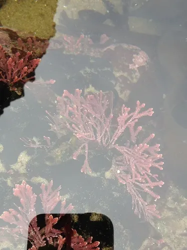 Bossiella orbigniana