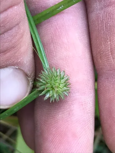 Asiatic Greenhead Sedge