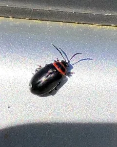 Red-lined Flea Beetle thumbnail 4