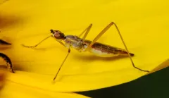Micropeza lineata thumbnail 2