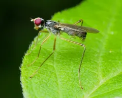 Cnodacophora nasoni thumbnail 1